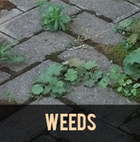 paver protector weed